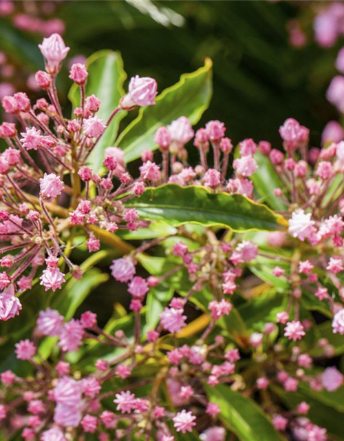 Kalmia latifolia