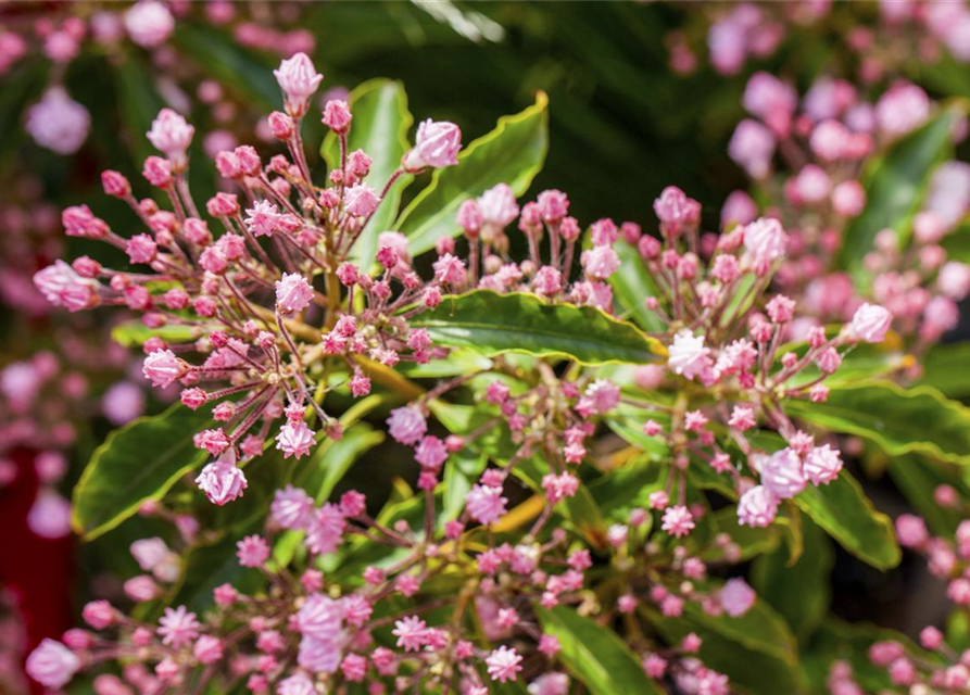 Kalmia latifolia