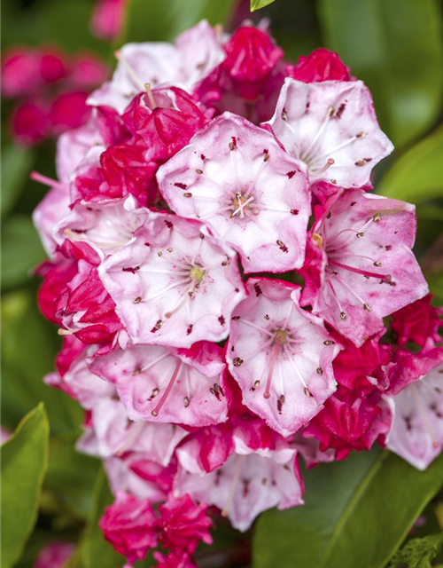 Kalmia latifolia