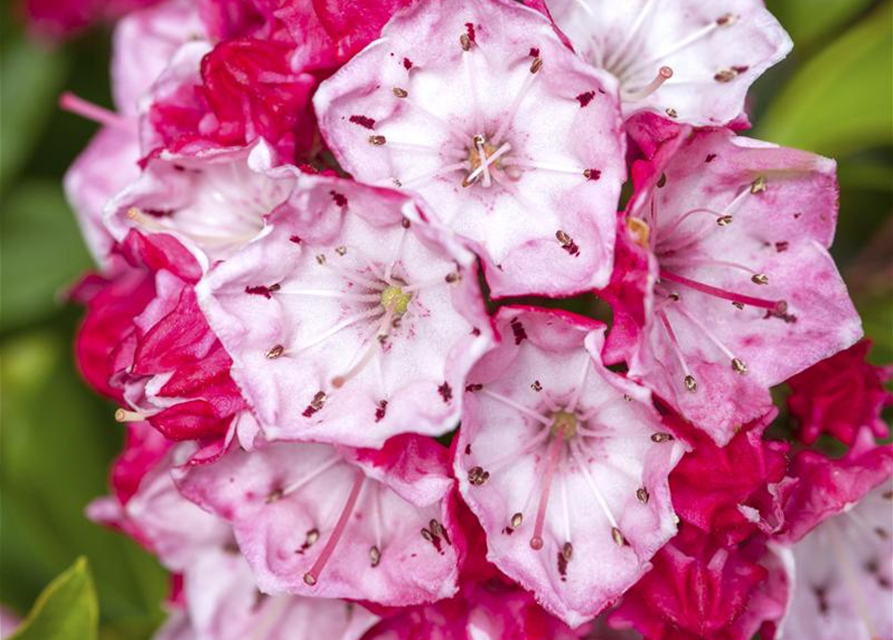 Kalmia latifolia