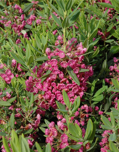 Kalmia latifolia