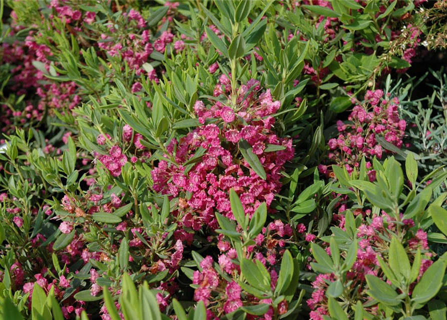 Kalmia latifolia