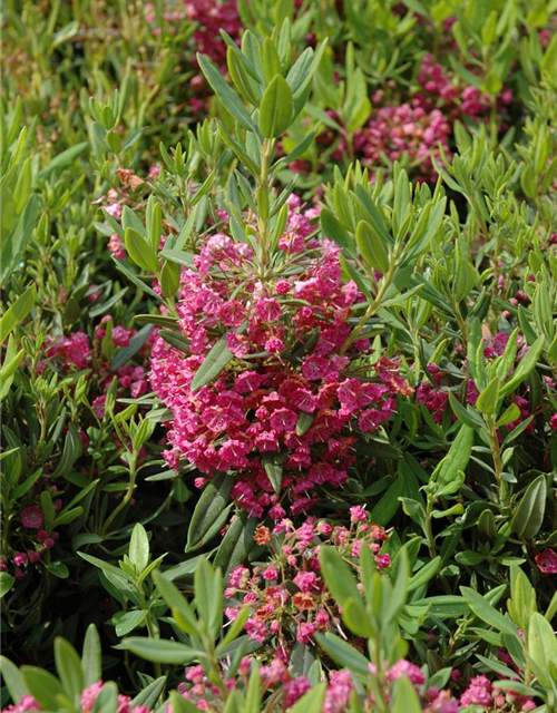 Kalmia latifolia