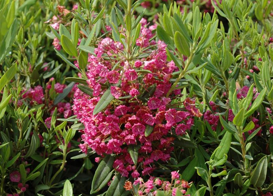 Kalmia latifolia