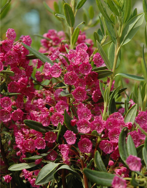 Kalmia latifolia