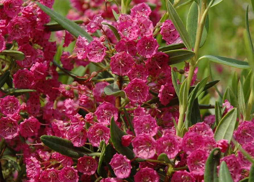 Kalmia latifolia