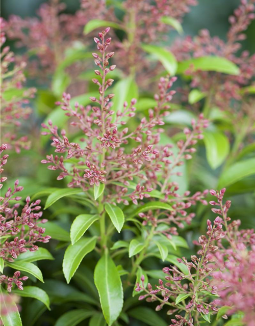 Pieris japonica Valley Valentine