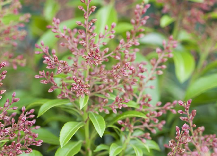 Pieris japonica Valley Valentine