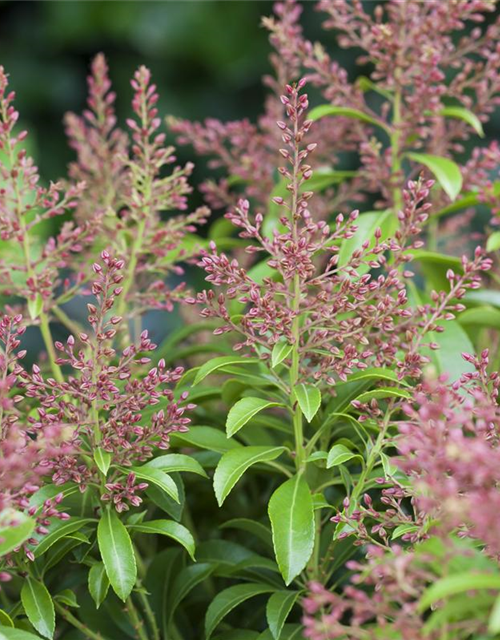 Pieris japonica Valley Valentine