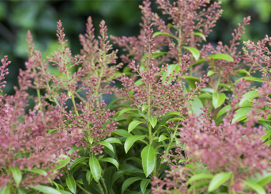 Pieris japonica Valley Valentine