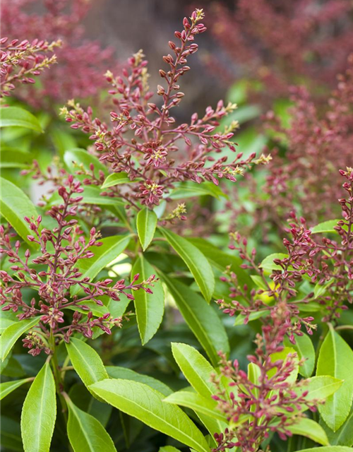 Pieris japonica Valley Valentine