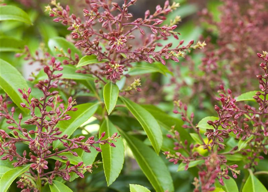 Pieris japonica Valley Valentine