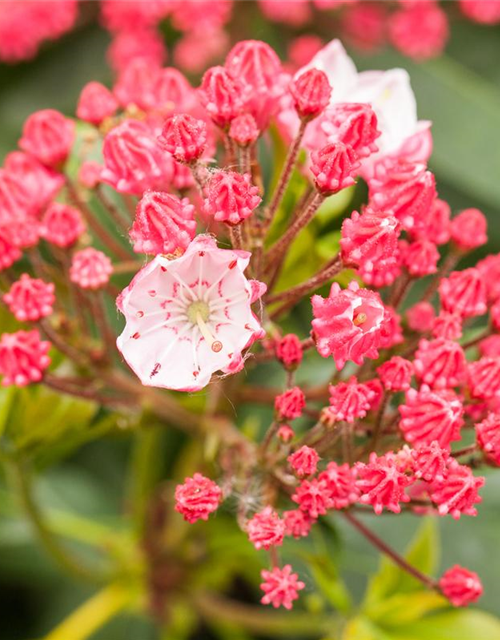 Kalmia latifolia Ginkona