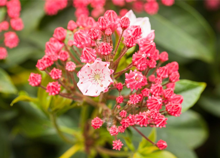 Kalmia latifolia Ginkona