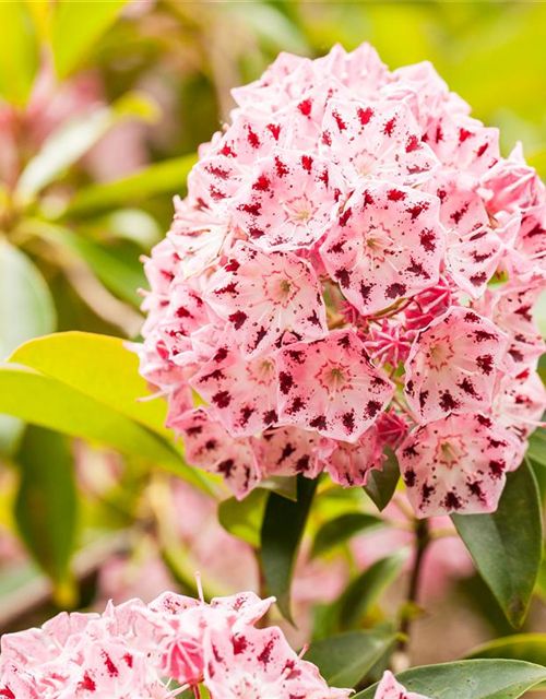 Kalmia latifolia Moyland