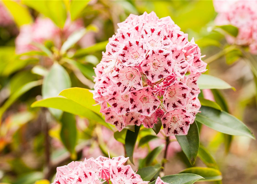 Kalmia latifolia Moyland