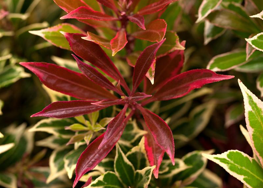 Pieris japonica Carnaval