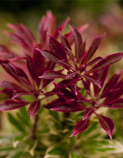 Pieris japonica Carnaval