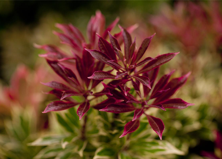 Pieris japonica Carnaval