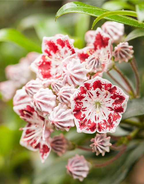 Kalmia latifolia Sterntaler