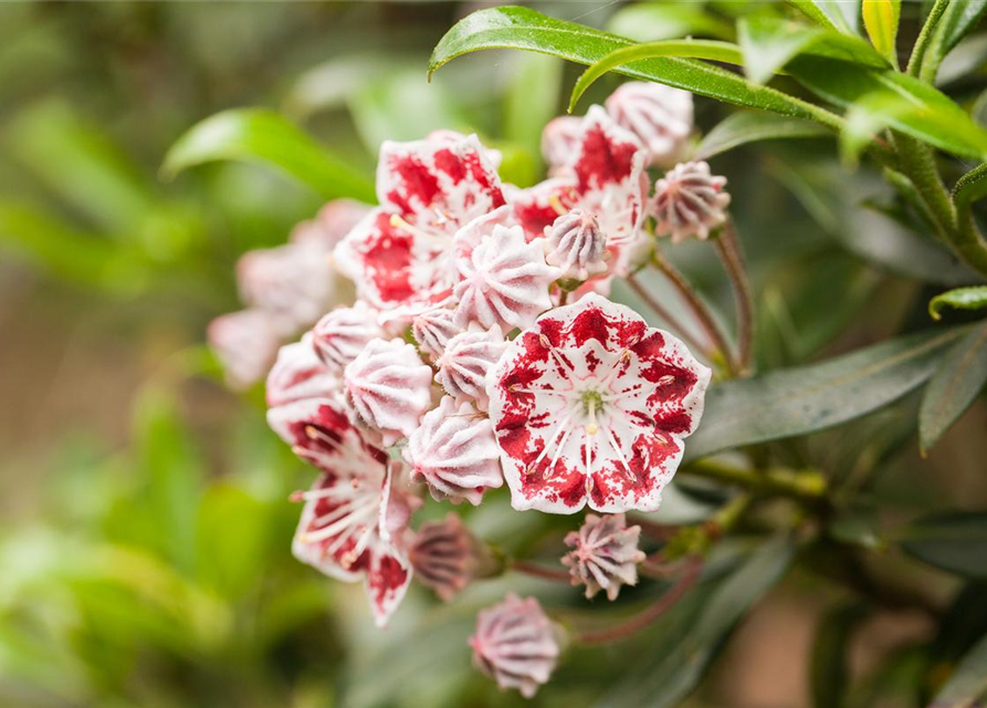 Kalmia latifolia Sterntaler