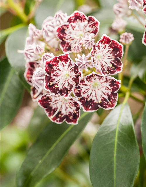 Kalmia latifolia Sterntaler