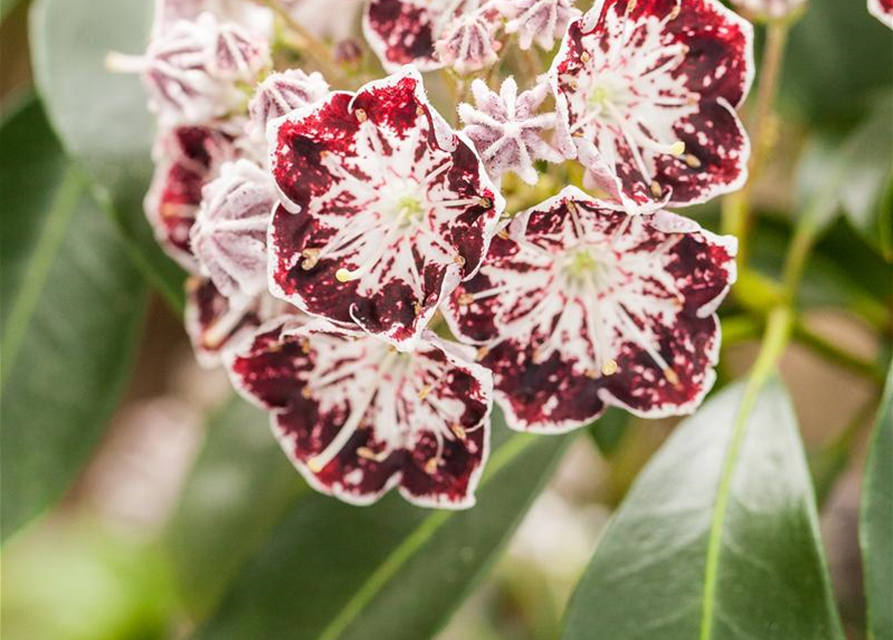 Kalmia latifolia Sterntaler