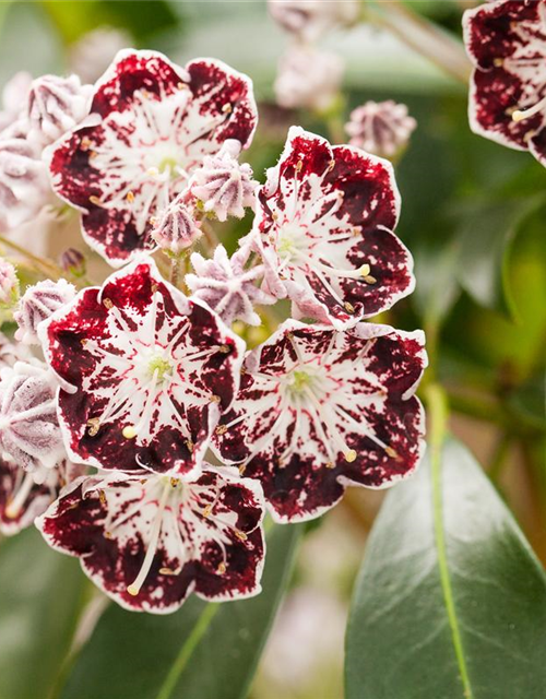 Kalmia latifolia Sterntaler