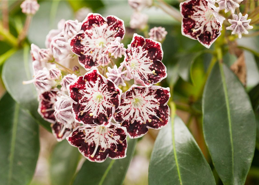 Kalmia latifolia Sterntaler