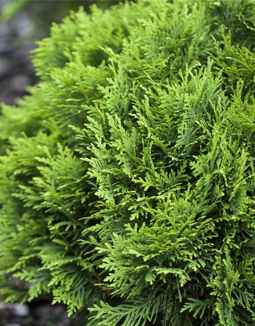 Thuja occidentalis Danica