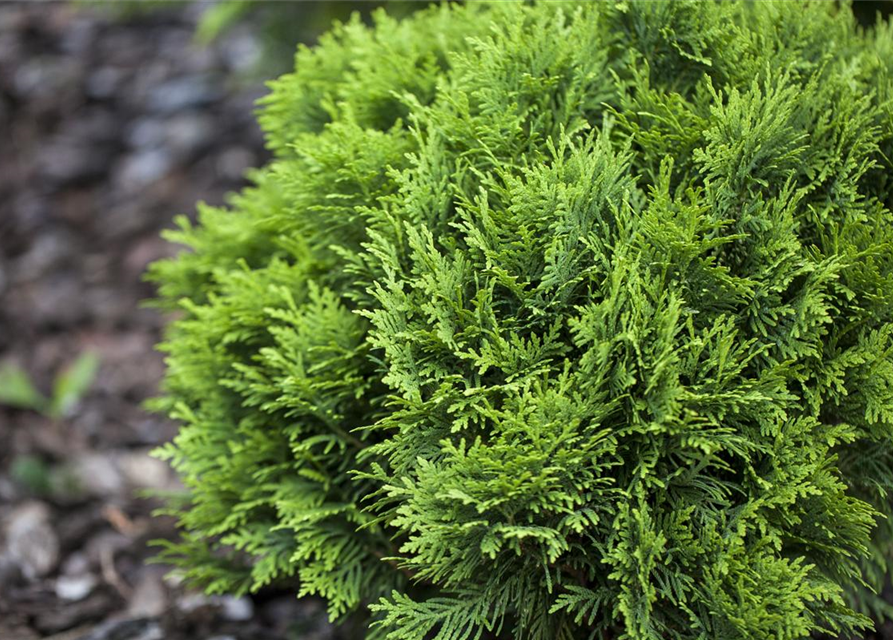 Thuja occidentalis Danica