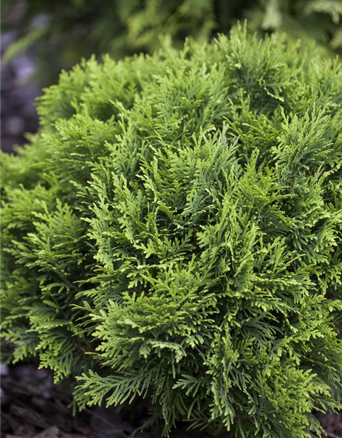 Thuja occidentalis Danica