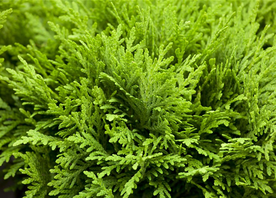 Thuja occidentalis Danica