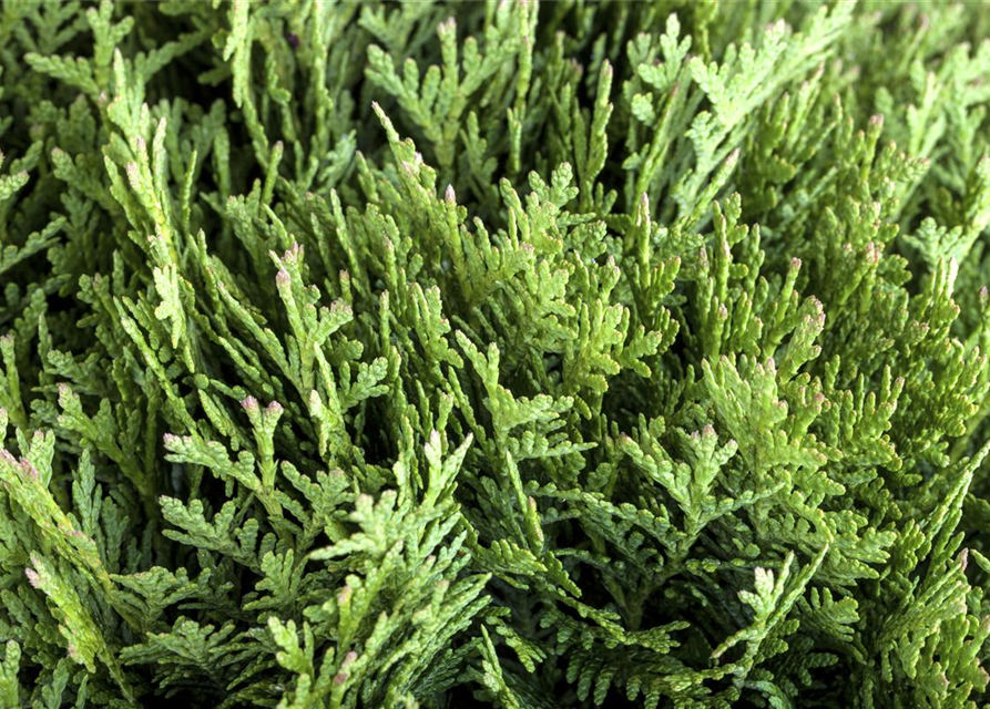 Thuja occidentalis Danica