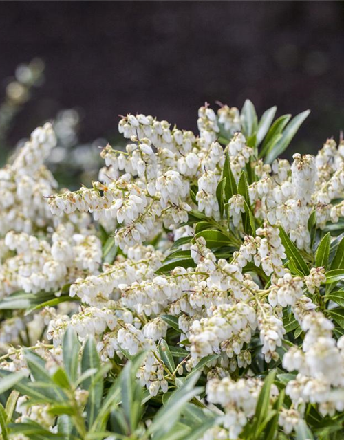 Pieris japonica Cupido