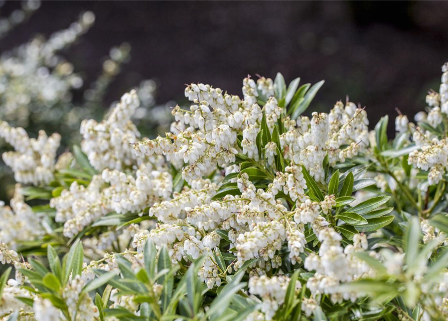 Pieris japonica Cupido