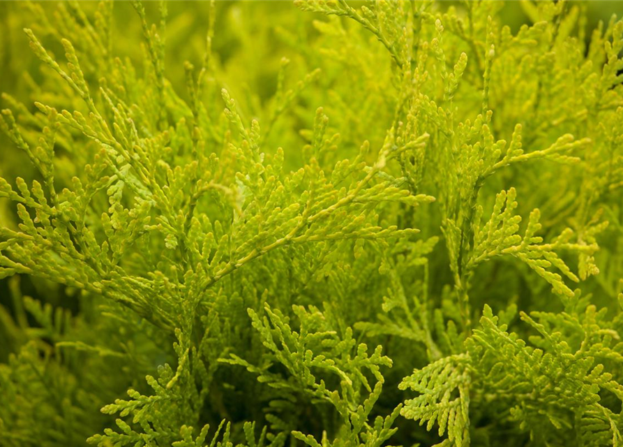 Thuja occidentalis Golden Globe