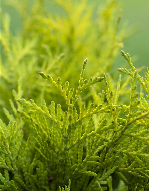 Thuja occidentalis Golden Globe