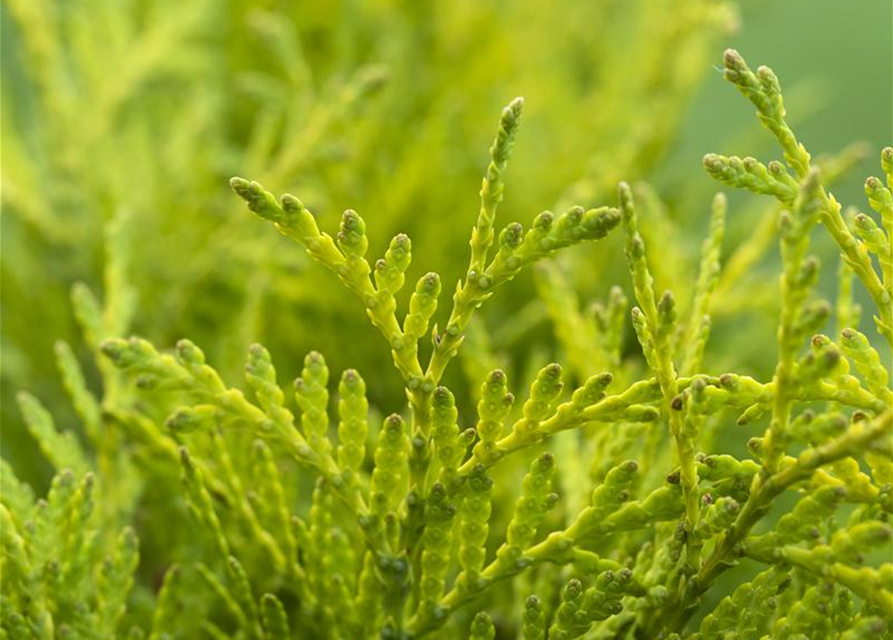 Thuja occidentalis Golden Globe