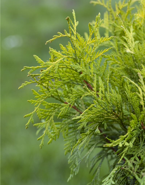 Thuja occidentalis Golden Globe