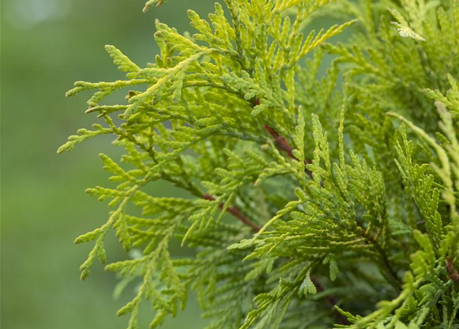 Thuja occidentalis Golden Globe