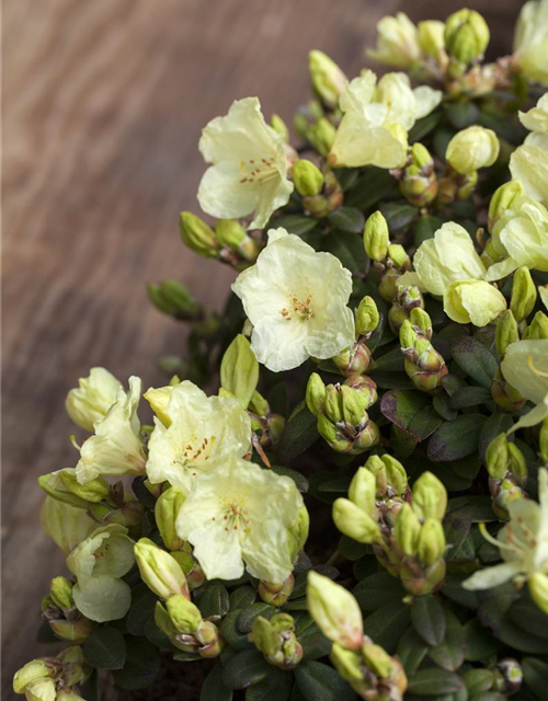 Rhododendron Wren