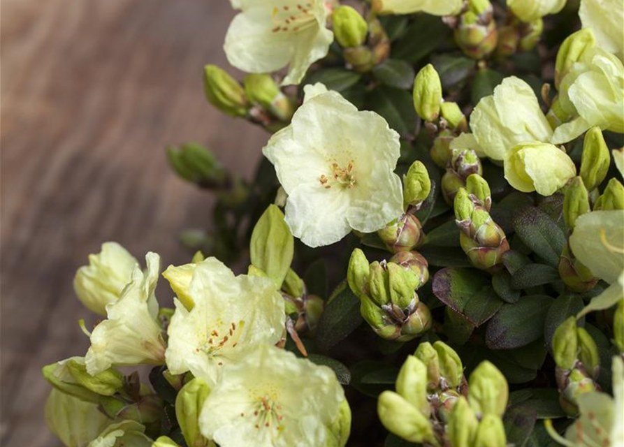 Rhododendron Wren