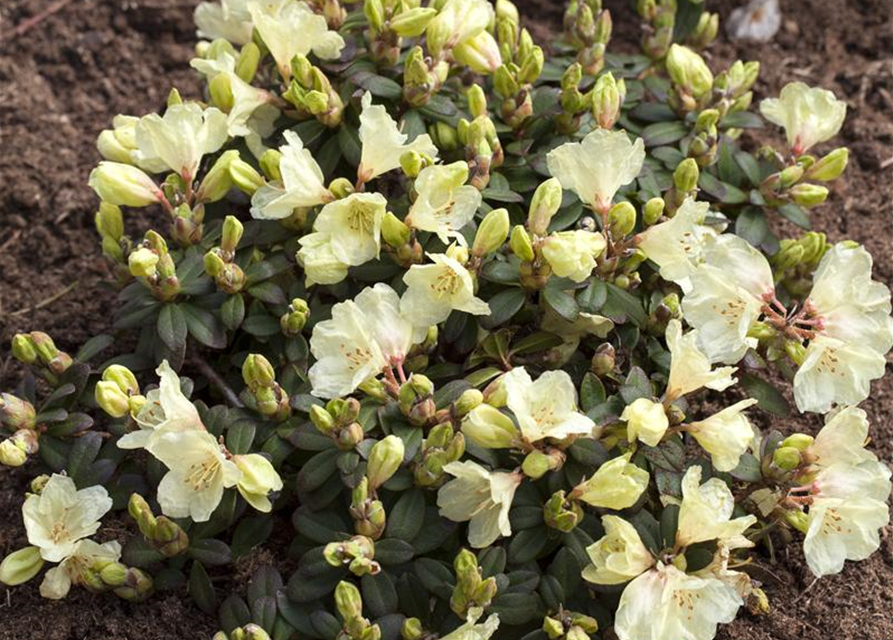 Rhododendron Wren