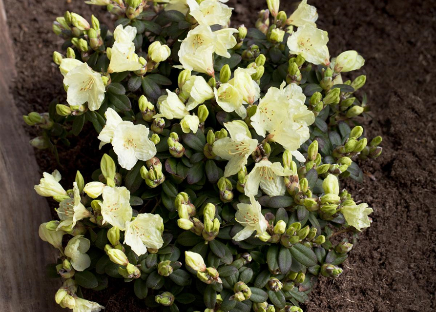 Rhododendron Wren