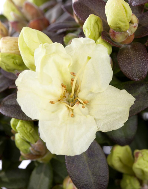 Rhododendron Wren