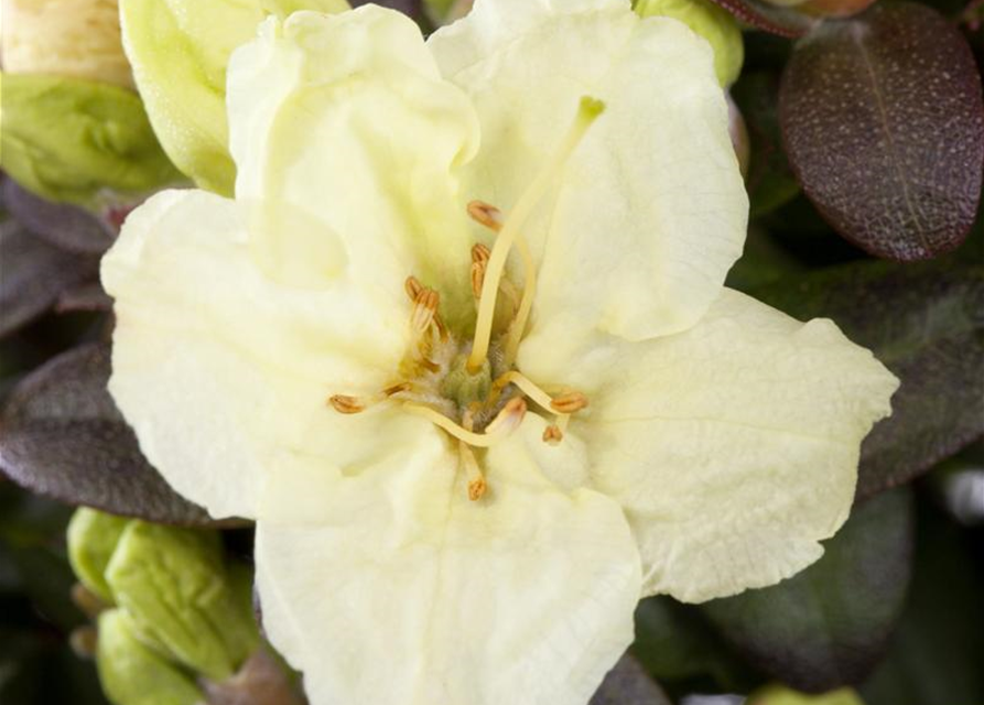 Rhododendron Wren