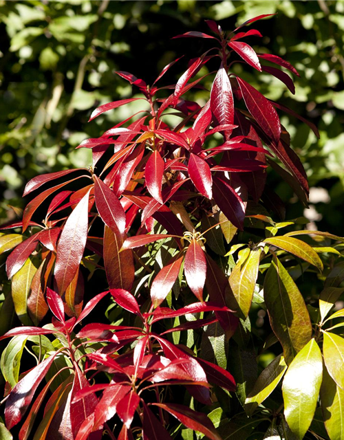 Pieris japonica Forest Flame