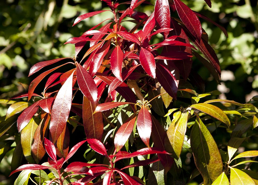 Pieris japonica Forest Flame