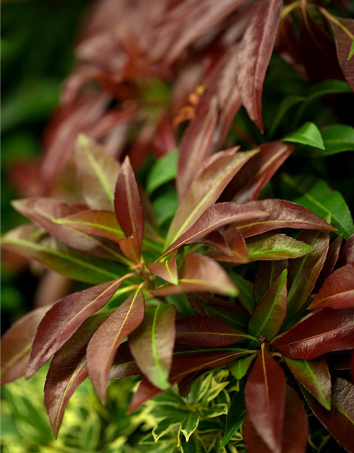 Pieris japonica Katsura